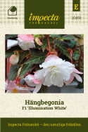 Hängbegonia F1 Illumination White har kaskader av vita, dubbla blommor.
