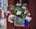 Hängbegonia F1 Illumination White har kaskader av vita, dubbla blommor.