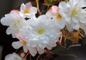 Hängbegonia F1 Illumination White har kaskader av vita, dubbla blommor.