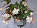 Hängbegonia F1 Illumination White har kaskader av vita, dubbla blommor.