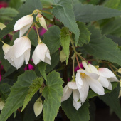 Hängbegonia F1 ''''Groovy White'''' har stora, rent vita, hängande blommor.