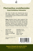Palettblad ''Giant Exhibition Palisandra'' odlingsanvisning