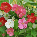 Klockmalva F1 'Bella' är en traditionell krukväxt som blommar hela sommaren.