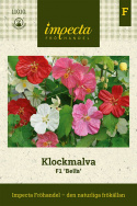 Klockmalva F1 'Bella' är en traditionell krukväxt som blommar hela sommaren.