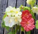 Klockmalva F1 'Bella' är en traditionell krukväxt som blommar hela sommaren.