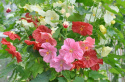 Klockmalva F1 'Bella' är en traditionell krukväxt som blommar hela sommaren.