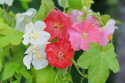 Klockmalva F1 'Bella' är en traditionell krukväxt som blommar hela sommaren.