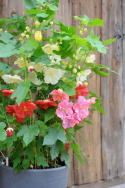 Klockmalva F1 'Bella' är en traditionell krukväxt som blommar hela sommaren.