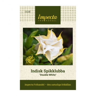 Indisk Spikklubba 'Double White'