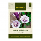 Indisk Spikklubba 'Double Purple'