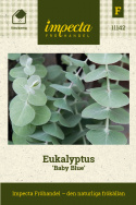 Eukalyptus 'Baby Blue', Utsökt och hållbar snittblomma i blandade buketter eller ensam i vas för en modernare look