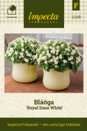 Blåöga 'Royal Dane White' har klotformade plantor täckta av vita blommor.