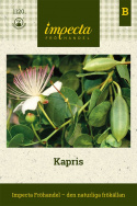 Kapris kan odlas som krukväxt. Blomknopparna utgör kryddan kapris.