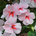 Flitiga Lisa F1 Impreza Cherry Splash blommar med vita, lätt rosa blommor.