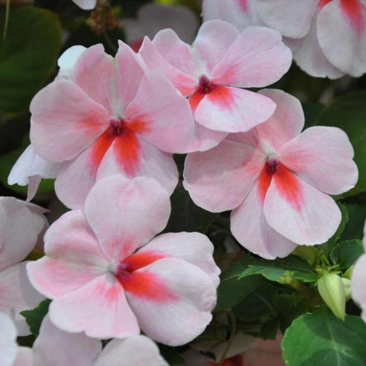Flitiga Lisa F1 Impreza Cherry Splash blommar med vita, lätt rosa blommor.