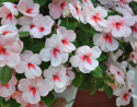 Flitiga Lisa F1 Impreza Cherry Splash blommar med vita, lätt rosa blommor.