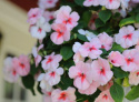 Flitiga Lisa F1 Impreza Cherry Splash blommar med vita, lätt rosa blommor.