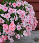 Flitiga Lisa F1 Impreza Cherry Splash blommar med vita, lätt rosa blommor.