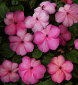 Flitiga Lisa F1 ''Balance Rose Picotee'', Pastellrosa blommor med ceriserosa schattering ut mot kanterna.