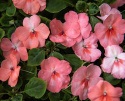 Flitiga Lisa F1 'Balance Coral', Varmt korallrosa blommor med vitt och mörkare rosa öga. Traditionell och lättodlad sommarblomma.