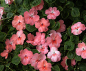 Flitiga Lisa F1 'Balance Coral', Varmt korallrosa blommor med vitt och mörkare rosa öga. Traditionell och lättodlad sommarblomma.