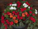 Flitiga Lisa F1 'Lollipop Cherry Thriller' blommor i en mix av vitt, rött och or