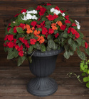 Flitiga Lisa F1 'Lollipop Cherry Thriller' blommor i en mix av vitt, rött och or
