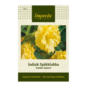 Indisk Spikklubba 'Golden Queen'