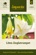Liten Änglatrumpet