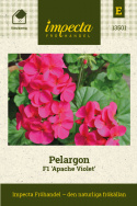 Pelargon F1 Apache Violet Rikblommande med ceriserosa blommor