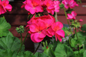 Pelargon F1 Apache Violet Rikblommande med ceriserosa blommor