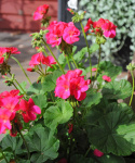 Pelargon F1 Apache Violet Rikblommande med ceriserosa blommor