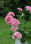 Pelargon F1 'Apache Star' Rikblommande med ljusrosa blommor på kompakta plantor.