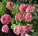 Pelargon F1 'Apache Star' Rikblommande med ljusrosa blommor på kompakta plantor.
