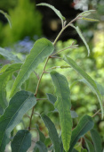 Citroneukalyptus Frö
