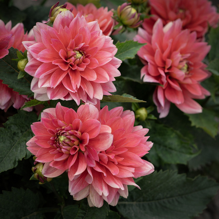Näckrosdahlia ''Berliner Kleene'' 1 st