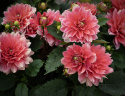 Näckrosdahlia ''Berliner Kleene'' 1 st