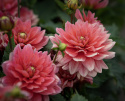 Näckrosdahlia ''Berliner Kleene'' 1 st