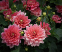 Näckrosdahlia ''Berliner Kleene'' 1 st