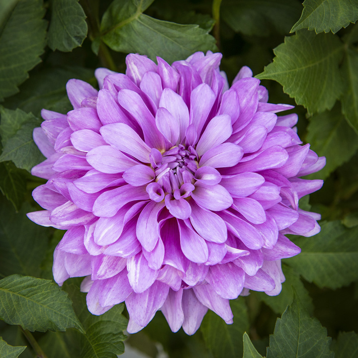 Dekorativdahlia ''Bluetiful'' 1 st