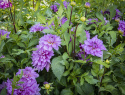 Dekorativdahlia ''Bluetiful'' 1 st