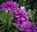 Dekorativdahlia ''Bluetiful'' 1 st