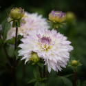 Dekorativdahlia ''Crazy Love'' 1 st
