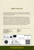 Dekorativdahlia 'Crazy Love' 1 st