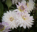 Dekorativdahlia ''Crazy Love'' 1 st