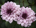 Näckrosdahlia ''Crème de Cassis'' 1 st