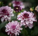 Näckrosdahlia ''Crème de Cassis'' 1 st