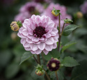 Näckrosdahlia ''Crème de Cassis'' 1 st