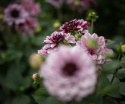 Näckrosdahlia ''Crème de Cassis'' 1 st