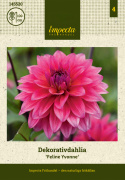 Dekorativdahlia 'Feline Yvonne', Välgrenande växtsätt, utmärkt för rabatt eller stor kruka. Mycket fin till snitt.